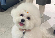 比熊的皮肤为什么会变黑(原因)