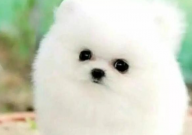 博美犬喘得厉害怎么办(什么原因)