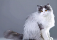波斯猫优缺点(有哪些)