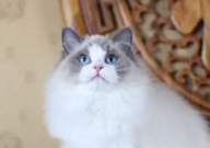 为什么布偶猫不爱叫(正常吗)