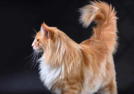 挪威森林猫介绍（资料）