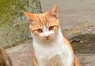 猫咪可以吃两种猫粮吗(为什么)