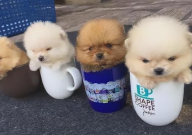 茶杯犬吃什么狗粮（适合）