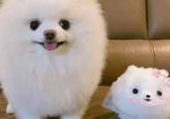 博美犬后腿发软怎么回事(站不起来)