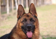 德国牧羊犬打架厉害吗(攻击性强吗)