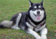 挑选哈士奇幼犬技巧（方法）