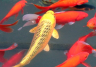 锦鲤突然不吃食的原因(怎么处理)