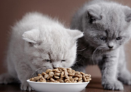 毒猫粮是什么意思(如何辨别)