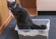 猫砂有别的用途吗(作用)