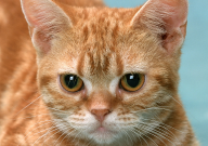 宠物猫长跳蚤怎么办(有什么方法去掉)