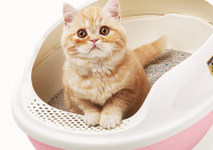 猫砂盆多久彻底清洗一次(比较好)