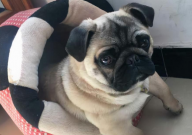 巴哥犬是哪里的品种(原产)