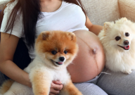 怀孕养宠物需要做什么检查(项目)
