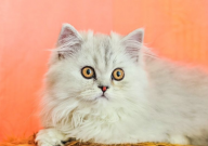 宠物猫老是流眼泪是怎么回事(什么原因)