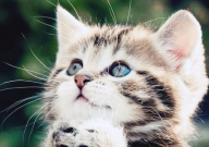 猫口腔溃疡吃什么药(治愈最快最有效果)