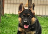 德国牧羊犬适合新手养吗(听话吗)