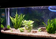 锦鲤粪便怎么清理(妙招)