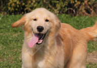 金毛吃什么能快速长毛(增加毛量)