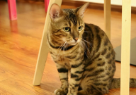 什么宠物猫便宜(又好养)