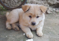中华田园犬会灭绝吗(为什么)
