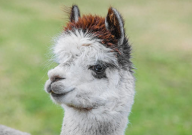 羊驼产自哪里（产地）