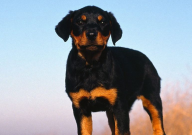 罗威纳幼犬吃什么牌子狗粮好(推荐)