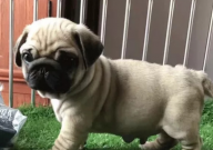 巴哥犬鼻子干怎么回事(有事吗)