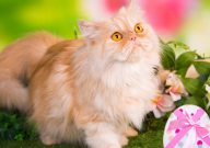 波斯猫贵吗(为什么那么贵)