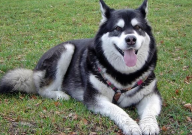 哈士奇饭量大吗（为什么）